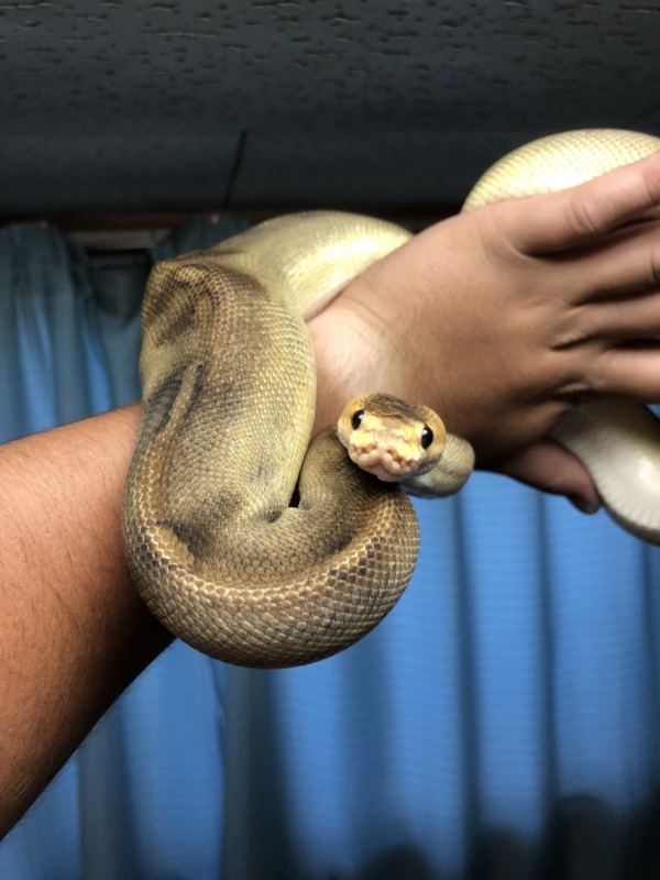 Reptiles Life みんなのレプタイル 爬虫類 両生類 飼育用品 エキゾ テラ ジェックス株式会社 Reptiles Life みんなのレプタイル 爬虫類 両生類 飼育用品 エキゾ テラ ジェックス株式会社