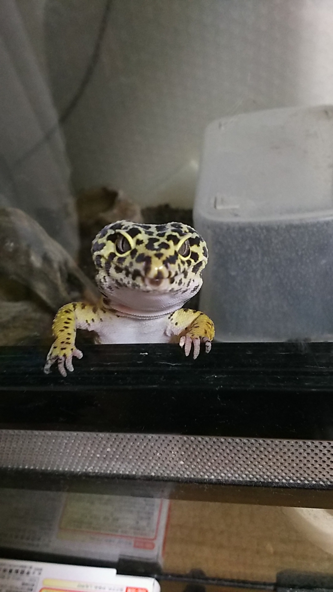 ひょっこりはん