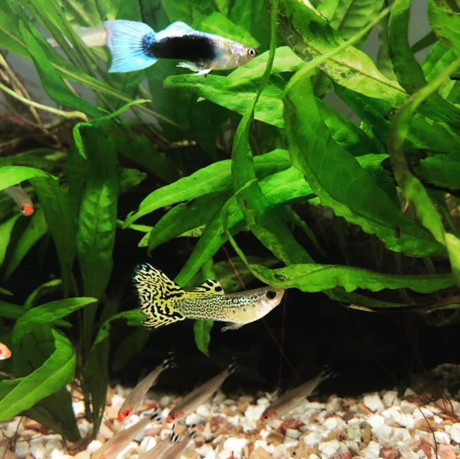 水換え後 熱帯魚 グッピー ラミノーズテトラ コリドラスステルバイ ヤマトヌマエビ アクアリウム自慢 金魚 メダカ 熱帯魚用品のジェックス