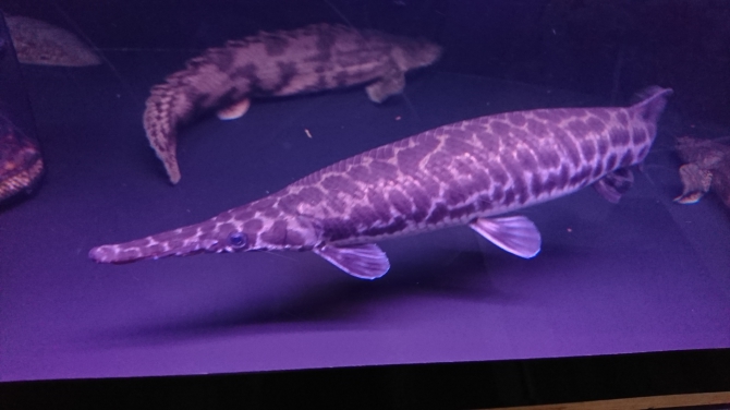 観賞魚5年目 アクアリウム自慢：アーカイブ | 金魚・メダカ・熱帯魚用品のジェックス
