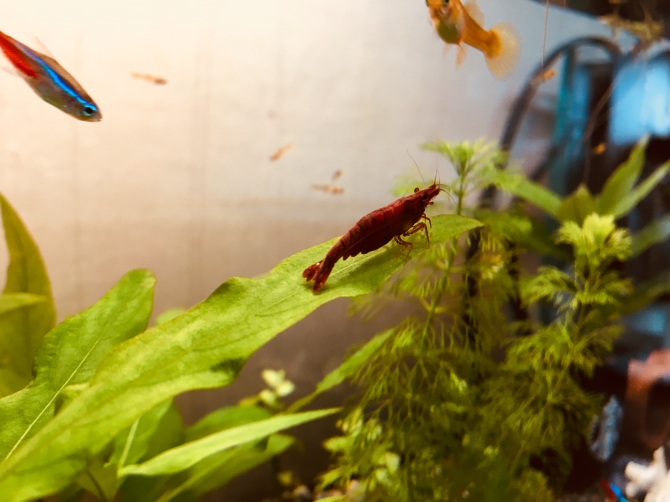エビ 熱帯魚 レッドチェリーシュリンプ アクアリウム自慢 金魚 メダカ 熱帯魚用品のジェックス