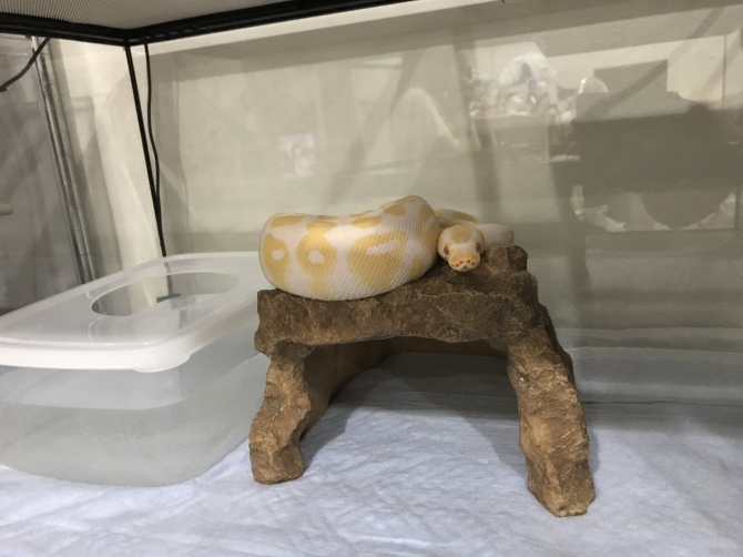 とぐろ