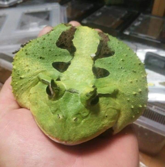 アボカド