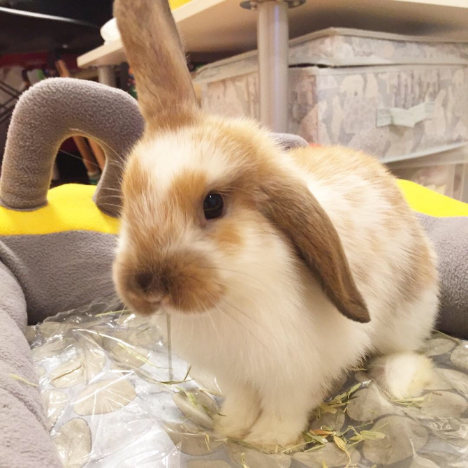 お耳がチャームポイントなの うさぎ ホーランドロップ Small Animal Life うさぎ ハムスターなど小動物用品のジェックス