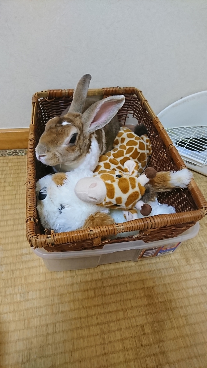 うさぎ ミニレッキス：Small Animal Life｜うさぎ・ハムスターなど