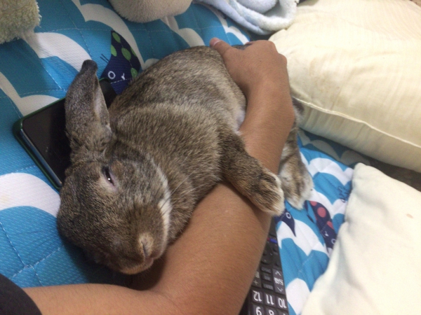 甘えん坊タイム♪（うさぎ：ミックス）Small Animal Life｜うさぎ