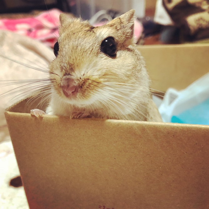 珍しい動物 その他 その他 わからない Small Animal Life うさぎ ハムスターなど小動物用品のジェックス