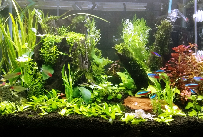 熱帯魚 観賞魚 アクアリウム用品 アクアリウム自慢 アーカイブ ジェックス株式会社 熱帯魚 観賞魚 アクアリウム用品 アクアリウム自慢 アーカイブ ジェックス株式会社