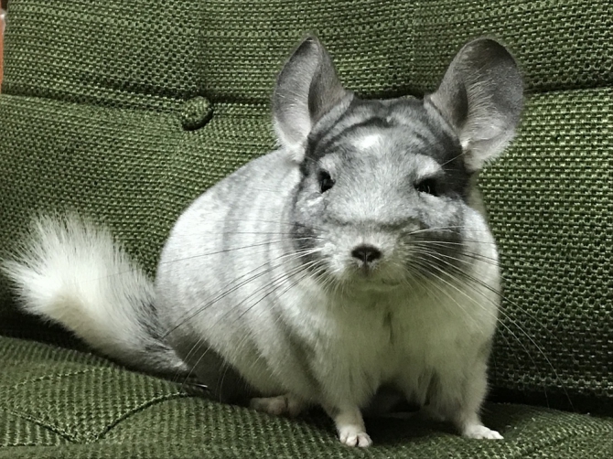もふもふ（チンチラ：その他・わからない）Small Animal Life