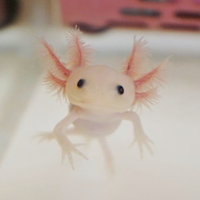 宇宙人かな その他 ウーパールーパー リューシスティック 黒目の黒目 アクアリウム自慢 金魚 メダカ 熱帯魚用品のジェックス