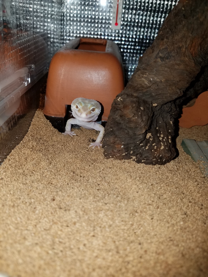 土下座？