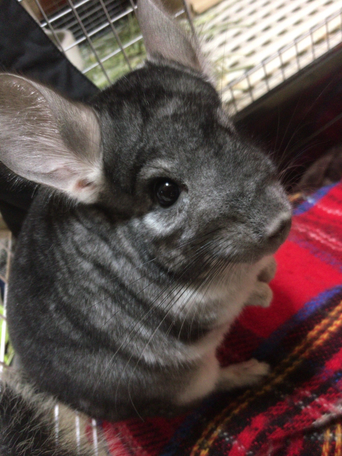 かるび