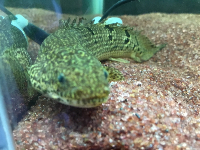 ドアップ ポリプ（熱帯魚 ポリプテルスデルヘッジ）アクアリウム自慢