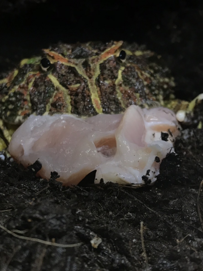 鳥のカタ肉パクー