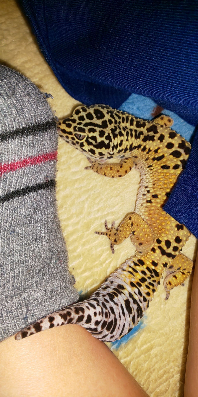 ちらり