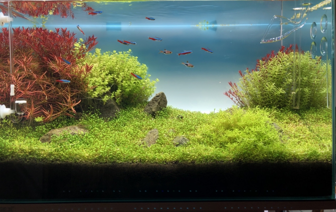 癒しの風景 熱帯魚 ラスボラヘテロモルファ ネオンテトラ カージナルテトラ ヤマトヌマエビ アクアリウム自慢 金魚 メダカ 熱帯魚用品のジェックス