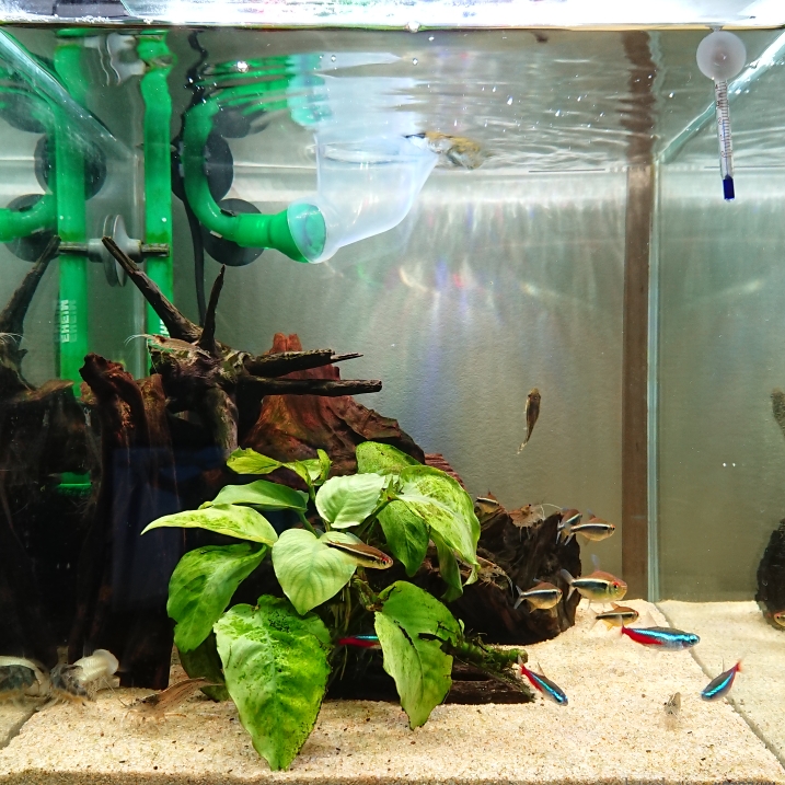 年長者のブラック 熱帯魚 ブラックネオンテトラ ネオンテトラ 白コリドラス 青コリドラス オトシン ヤマトヌマエビ アクアリウム自慢 金魚 メダカ 熱帯魚用品のジェックス