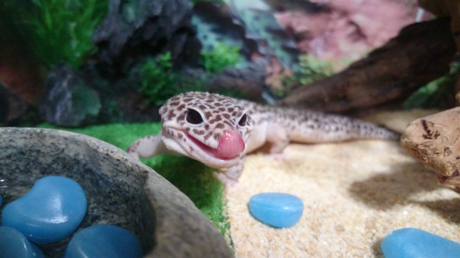 ペロンちょ