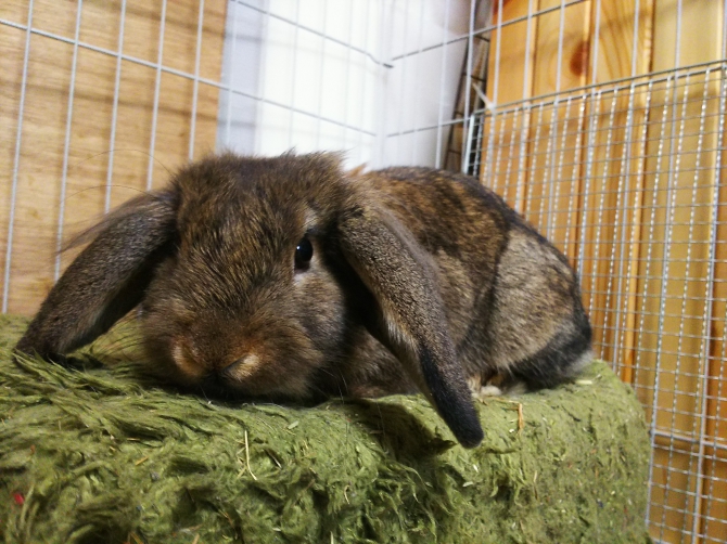 はじめまして（うさぎ：その他・わからない）Small Animal Life