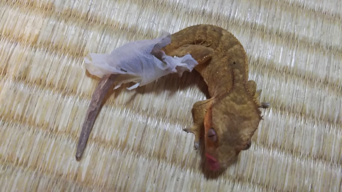 ぬぎぬぎ