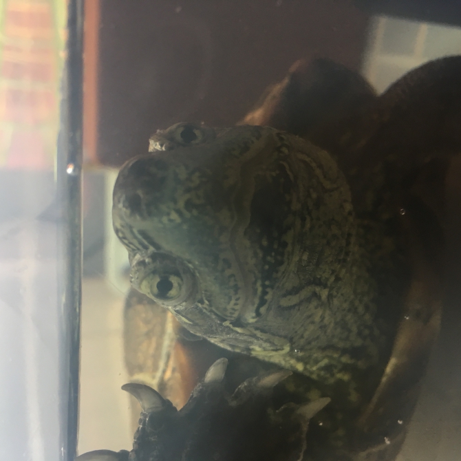 亀は長生き