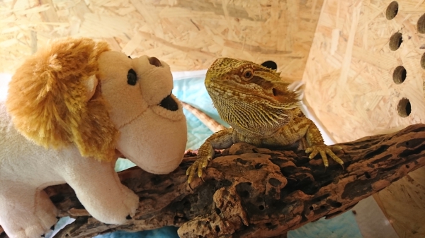 にらめっこ