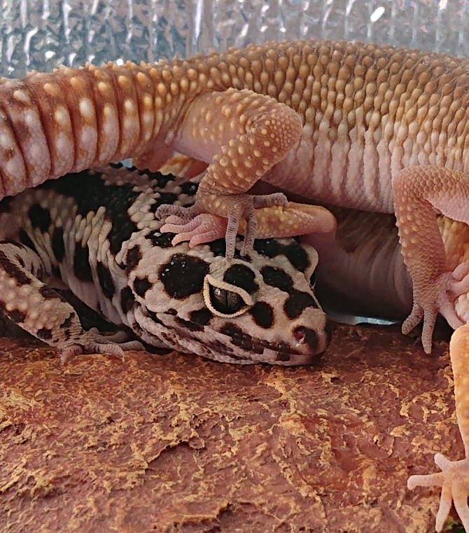 踏まれてますけど‥