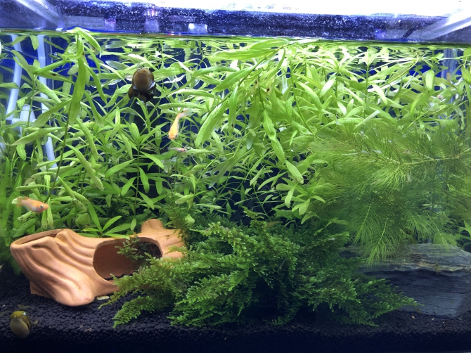 初投稿 熱帯魚 めだか コリドラスジュリー ミナミヌマエビ 石巻貝 アクアリウム自慢 金魚 メダカ 熱帯魚用品のジェックス