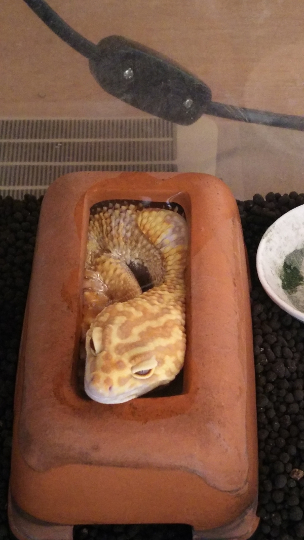 無理があるでしょ？
