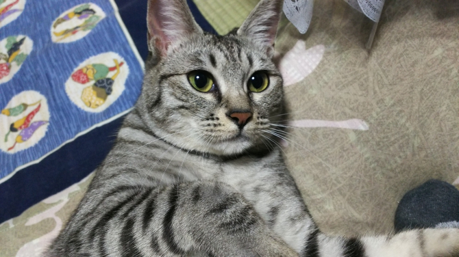 リンちゃん