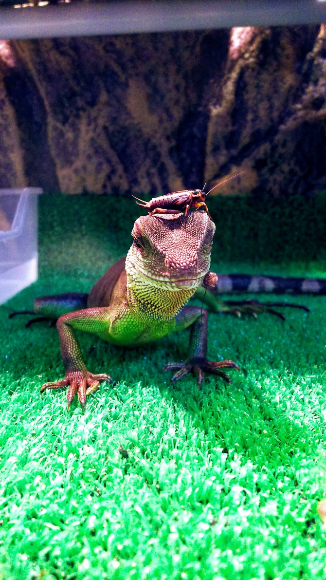 Reptiles Life みんなのレプタイル 爬虫類 両生類 飼育用品 エキゾ テラ ジェックス株式会社