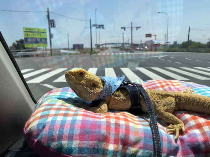 ドライブ
