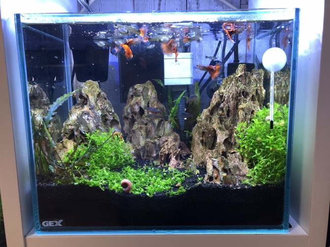 最安値級価格 ｇｅｘ アクアキャンバス フォール Shipsctc Org