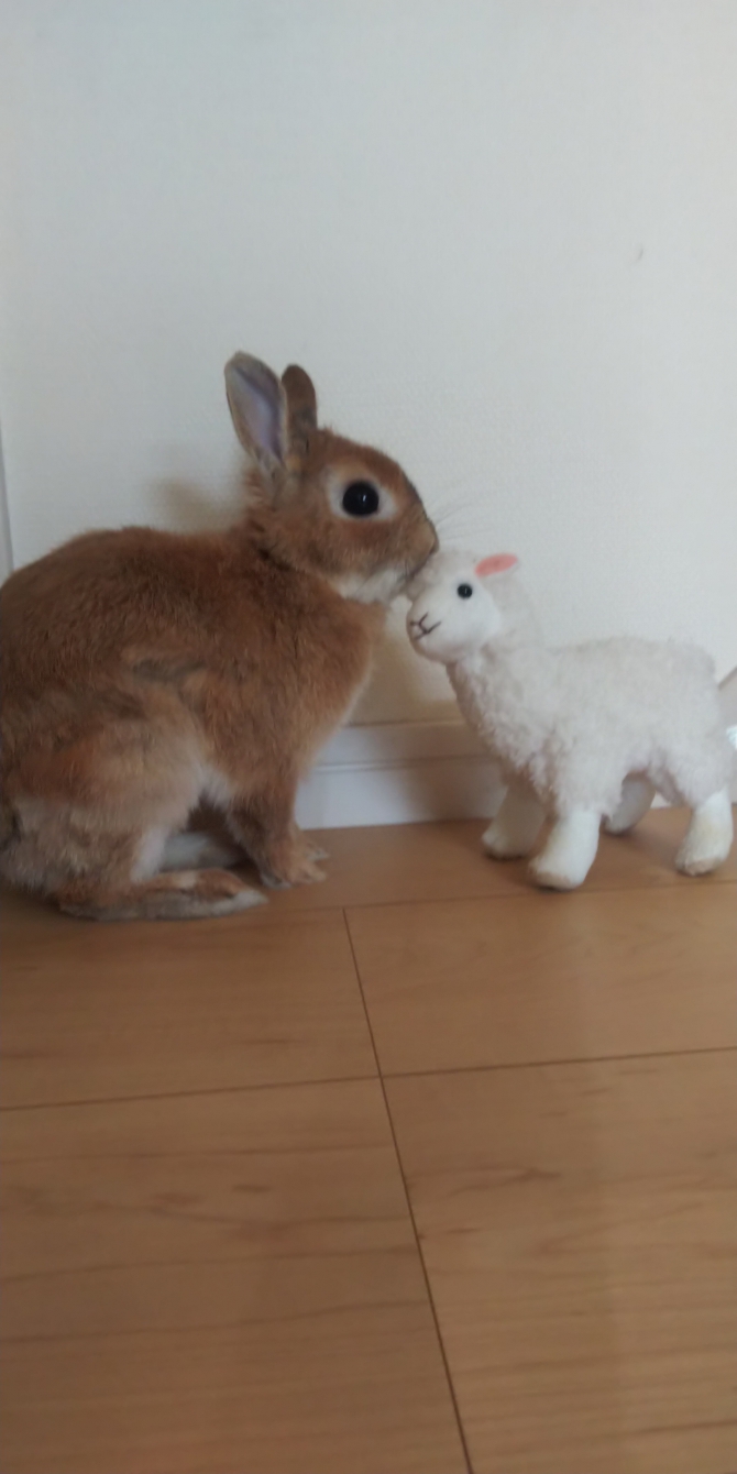 うさぎもこ様 Www Leschantsdavril Fr