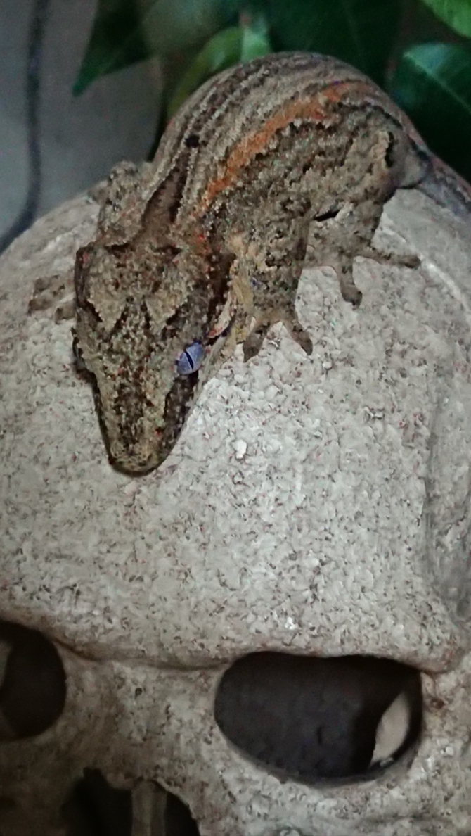 髑髏の上