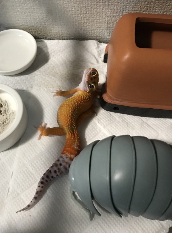 呼んだ？