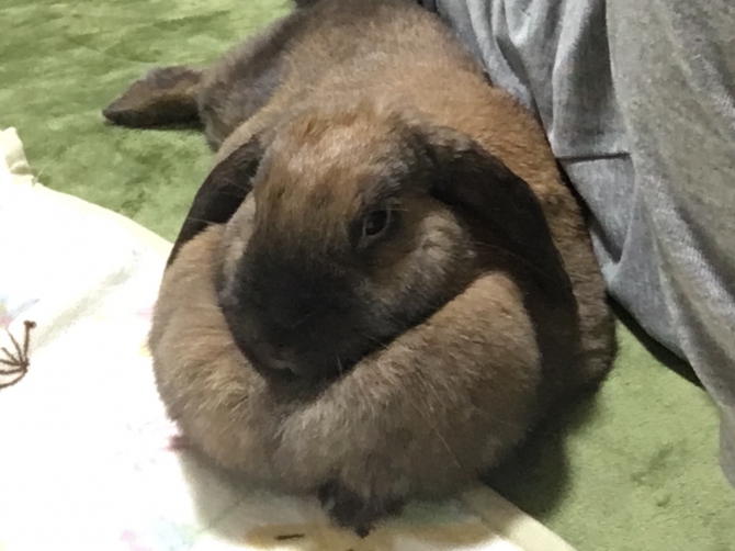 添い寝（うさぎ：ホーランドロップ）Small Animal Life｜うさぎ
