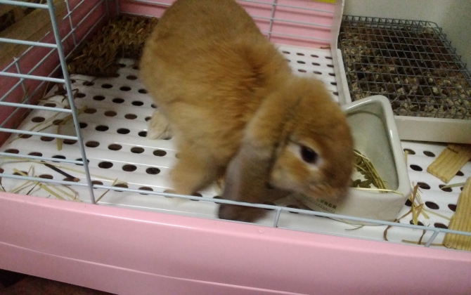 ゆずき