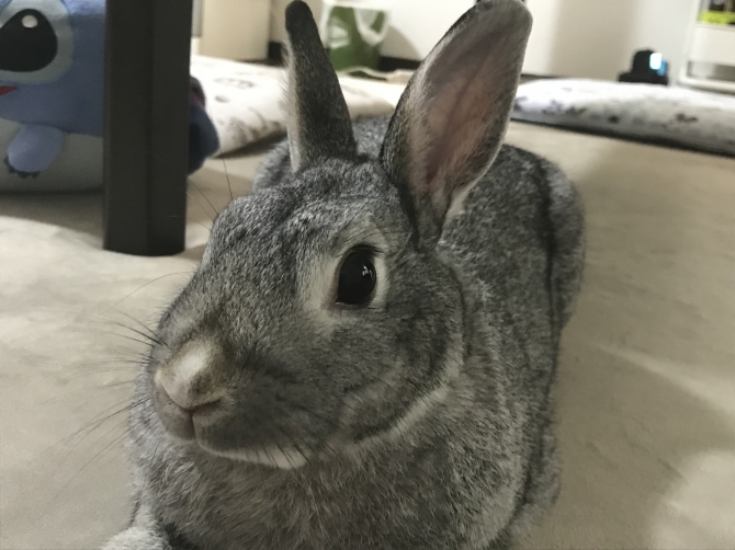 かわいい（うさぎ：ミックス）Small Animal Life｜うさぎ・ハムスター