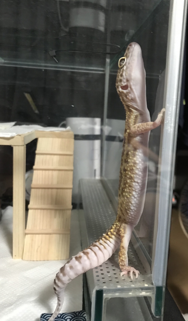 直立