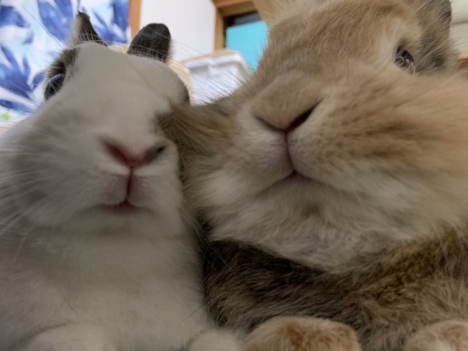 一緒に うさぎ ミックス Small Animal Life うさぎ ハムスターなど小動物用品のジェックス