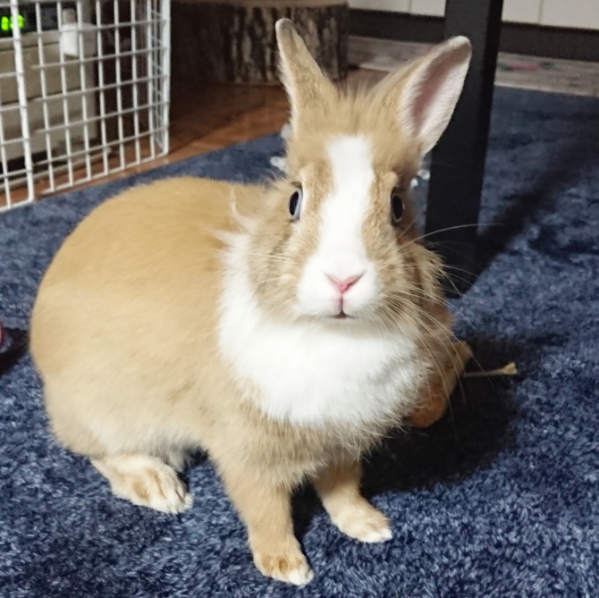 きょとん うさぎ その他 わからない Small Animal Life うさぎ ハムスターなど小動物用品のジェックス