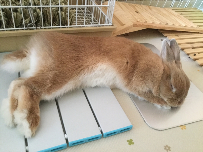 ひんやり 気持ちいいよ うさぎ ネザーランドドワーフ Small Animal Life うさぎ ハムスターなど小動物用品のジェックス