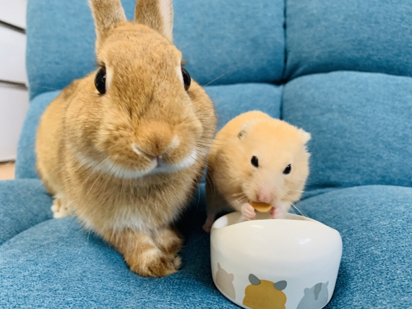 テリヤキチキンとポテトチップス