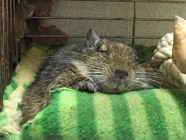 むにゃむにゃ デグー アグーチ Small Animal Life うさぎ ハムスターなど小動物用品のジェックス