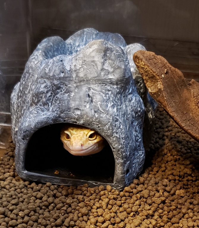 お引っ越し