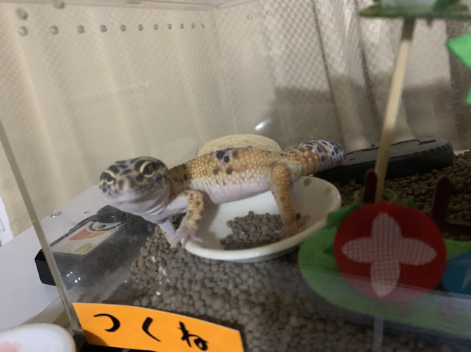 初めてのデザートソイル
