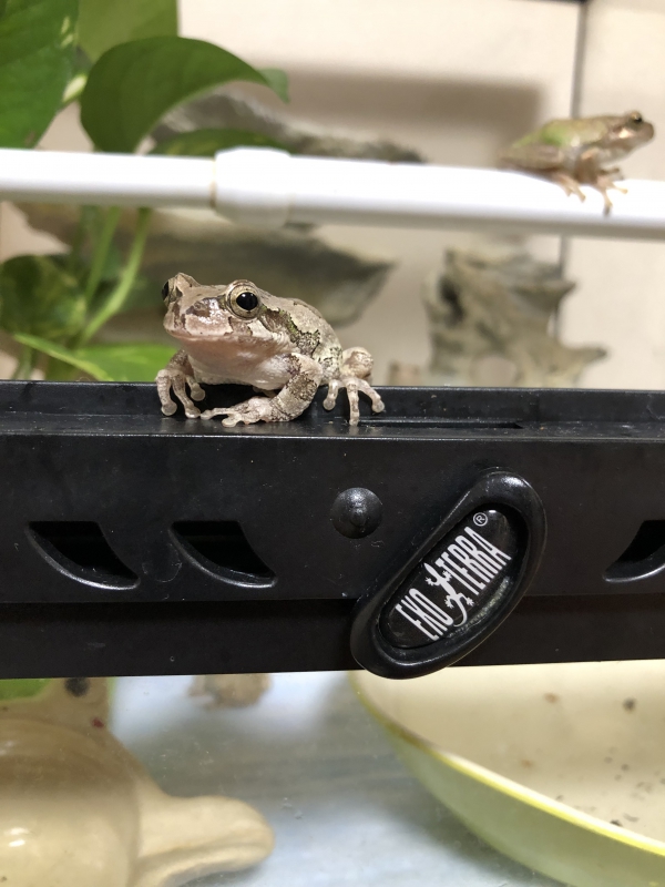 ご飯かな？