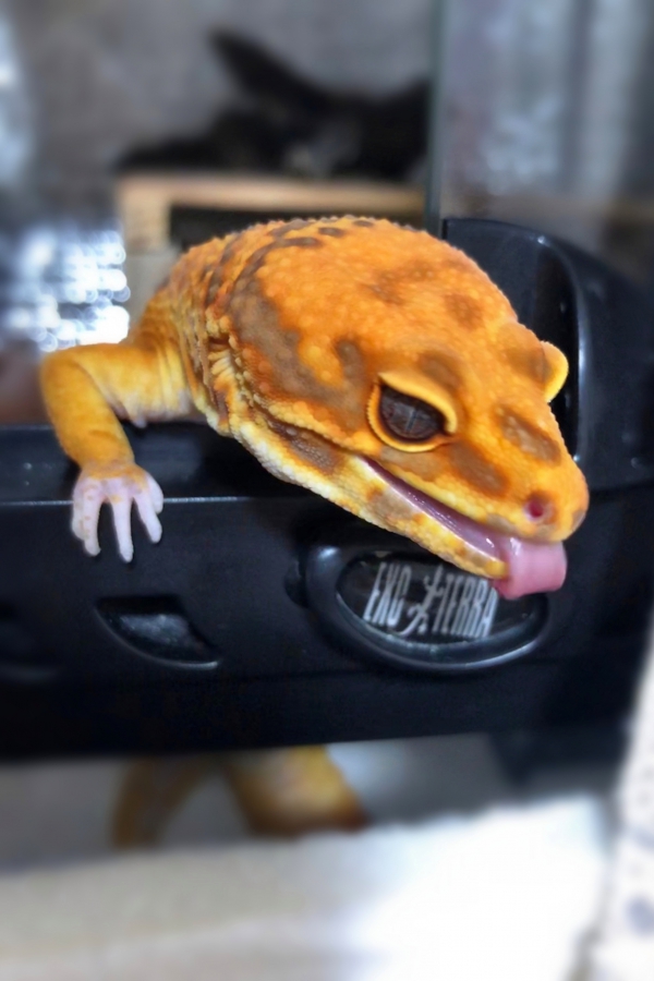 脱走だ〜！よっこいせ♪