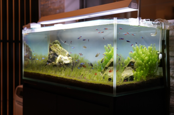 アクアリウム自慢：アーカイブ | 金魚・メダカ・熱帯魚用品の